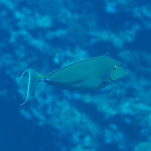 Bluespined Unicornfish (Naso unicornis)