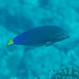 Yellowtail Coris (Coris gaimard)