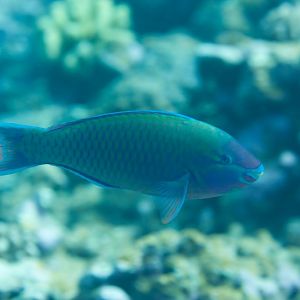 Palenose Parrotfish
