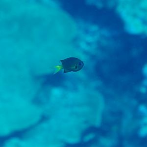 Variable Chromis juvenile (Chromis xanthura)