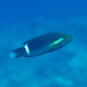 Ringtail Wrasse (Oxycheilinus unifasciatus)