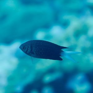 Variable Chromis (Chromis xanthura)