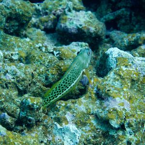 Halfspotted Hawkfish (Paracirrhites hemistictus)