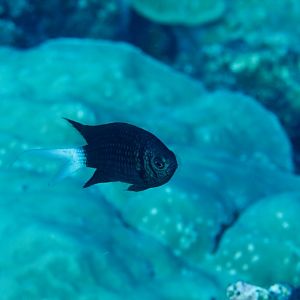 Variable Chromis (Chromis xanthura)