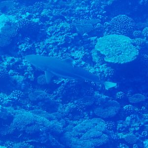 Blacktip Reef Shark (Carcharhinus melanopterus)
