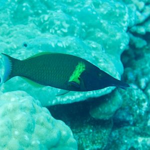 Male Birdnose Wrasse (Gomphosus varius)