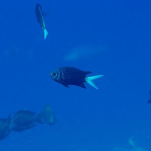 Variable Chromis (Chromis xanthura)