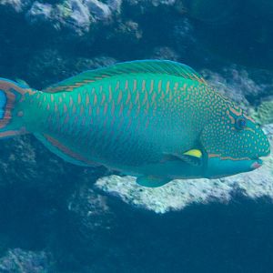 Bicolor Parrotfish TP (Cetoscarus bicolor)