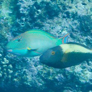 Bicolor Parrotfish TP & IP (Cetoscarus bicolor)