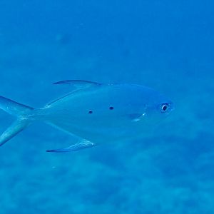 Small-spotted Dart (Trachinotus baillonii)