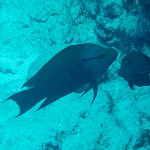 Slingjaw Wrasse (Epibulus insidiator)