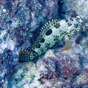 Hexagon Grouper (Epinephalus hexagonatus)