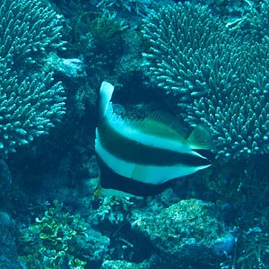 Pennant Bannerfish (Heniochus chrysostomus)