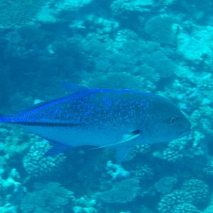 Bluefin Trevally (Caranx melapygus)