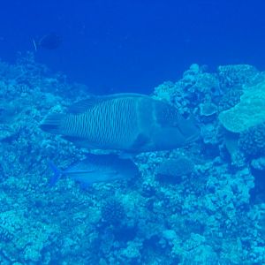 Humpback Wrasse (Cheilinus undulatus)