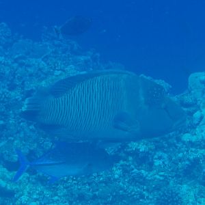 Humpback Wrasse (Cheilinus undulatus)