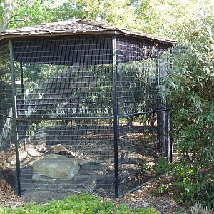 African Crested Porcupine Exhibit