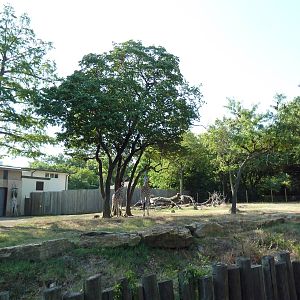 Reticulated Giraffe/Crowned Crane Exhibit