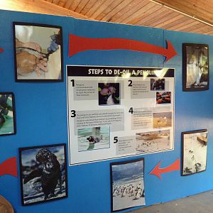 Penguin Plunge (Temporary Exhibit) - Signage