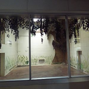 African Crested Porcupine Exhibit