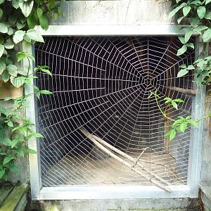 Tropical Rain Forest Exhibit - Famous Spider Web Containment