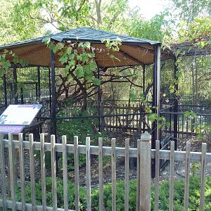Red-Tailed Hawk Exhibit