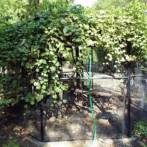 Virginia Opossum Exhibit