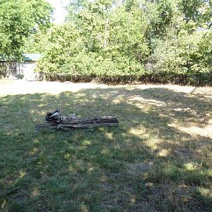 Pronghorn Antelope Exhibit