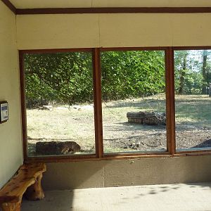 Pronghorn Antelope Exhibit
