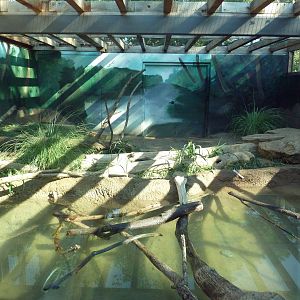 Kansas Carnivores - River Otter Exhibit