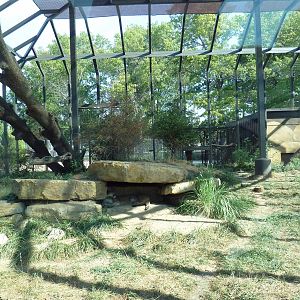 Kansas Carnivores - Cougar Exhibit