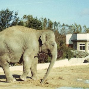 Elephant circa Easter 1987