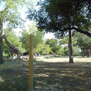 Reticulated Giraffe/Crowned Crane Exhibit