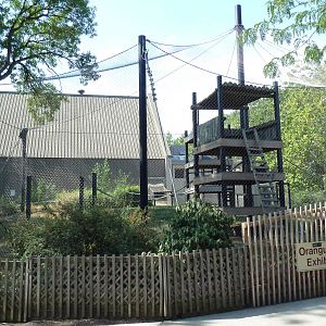 Bornean Orangutan Exhibit