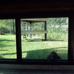 Bornean Orangutan Exhibit