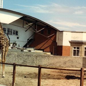 Giraffes 1987