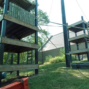 Bornean Orangutan Exhibit