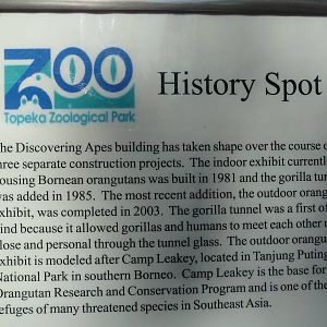 Great Apes - History Spot Poster