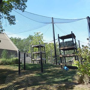 Bornean Orangutan Exhibit