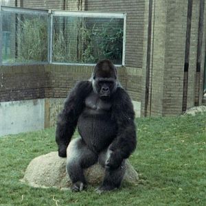 Gorilla 1987