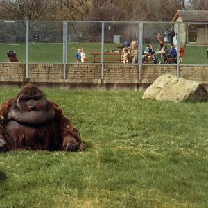 orangutan  1987