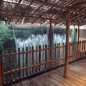 Bornean Orangutan Exhibit - Waterfall Near Indoor Ape Area