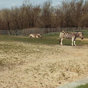 Zebra paddock