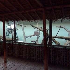 Bornean Orangutan Indoor Exhibit