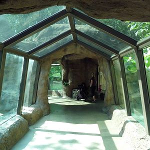Gorilla Exhibit - World-Famous Tunnel