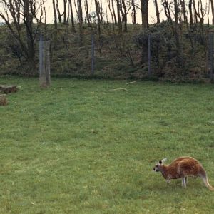 kangaroo 1987
