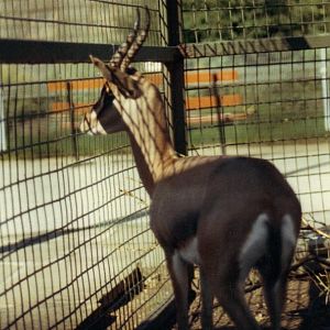 Arabian gazelle 1987