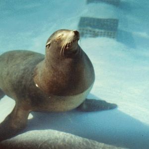 sea lion 1987
