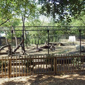 African Wild Dog Exhibit