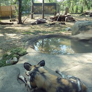 African Wild Dog Exhibit